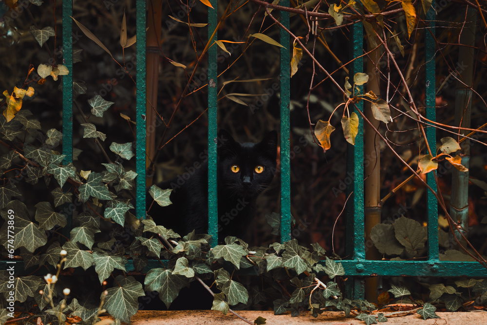 czarny kot za ogrodzeniem - obrazy, fototapety, plakaty 