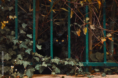 czarny kot za ogrodzeniem