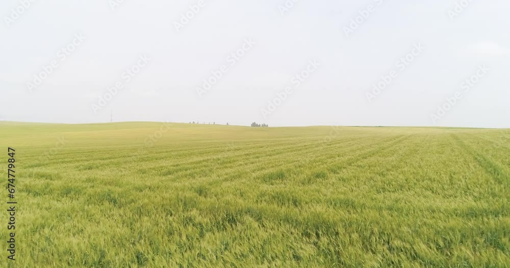 Aerial view of green grassland and wheat field, Mefalsim, Israel. Aerial view of green grassland and wheat field, Mefalsim, Israel.