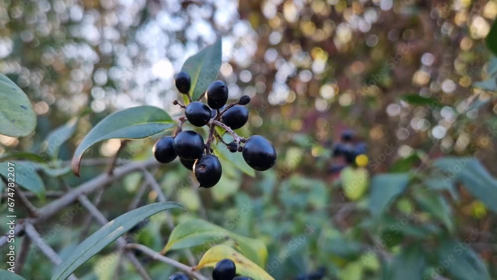 Wild Privet black color berries. Closeup Ligustrum vulgare poisonous bush fruits Wild Privet black color berries. Closeup Ligustrum vulgare poisonous bush fruits