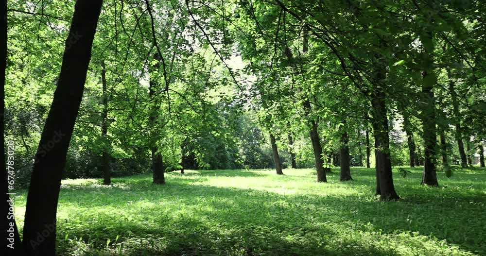 deciduous trees with green foliage in spring, green foliage of trees in the park in sunny weather in spring deciduous trees with green foliage in spring, green foliage of trees in the park in sunny weather in spring