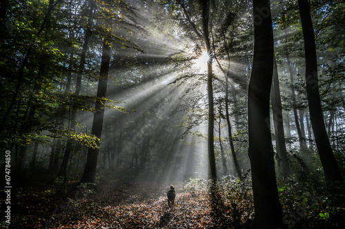 Sunbeams through the forest in a foggy morning and the running dog