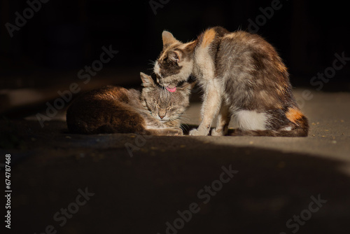 Two homeless cats touchingly care for each other and lick each other. Touching pair of homeless wild sad cats.