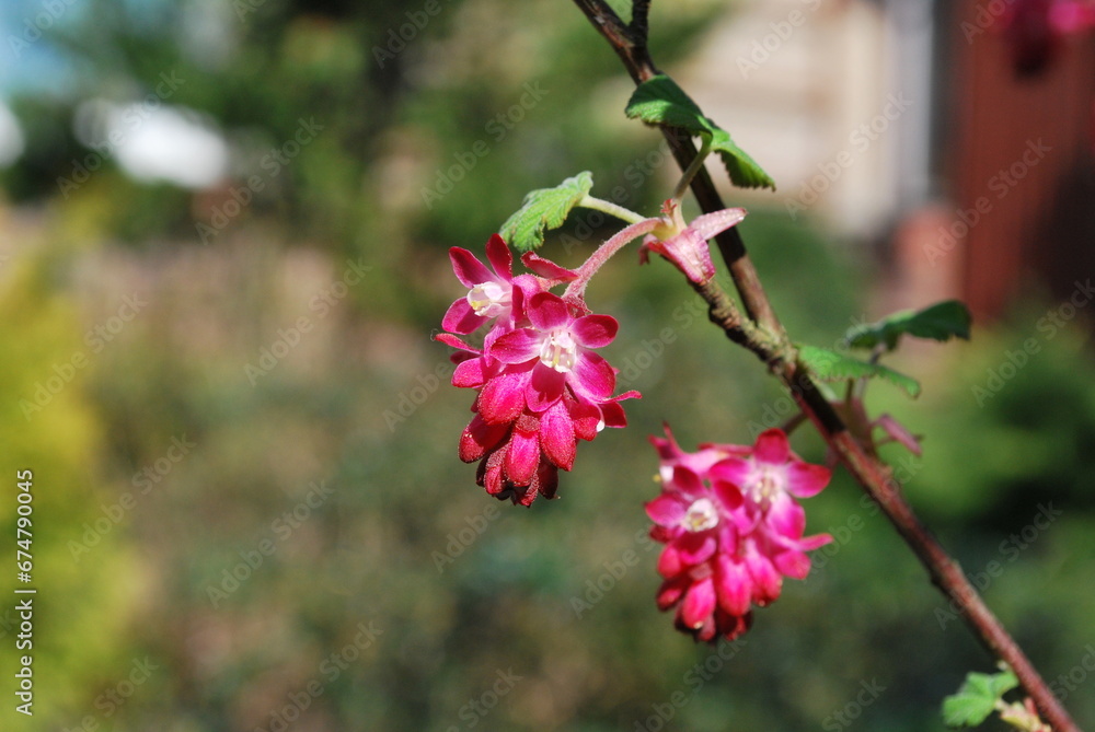 Flowers Flowers