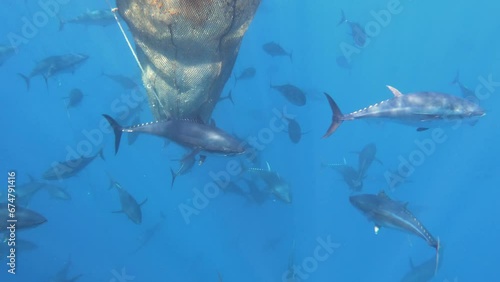 Slow motion of bluefin tuna farm fish swim in mediterranean sea, Malta
