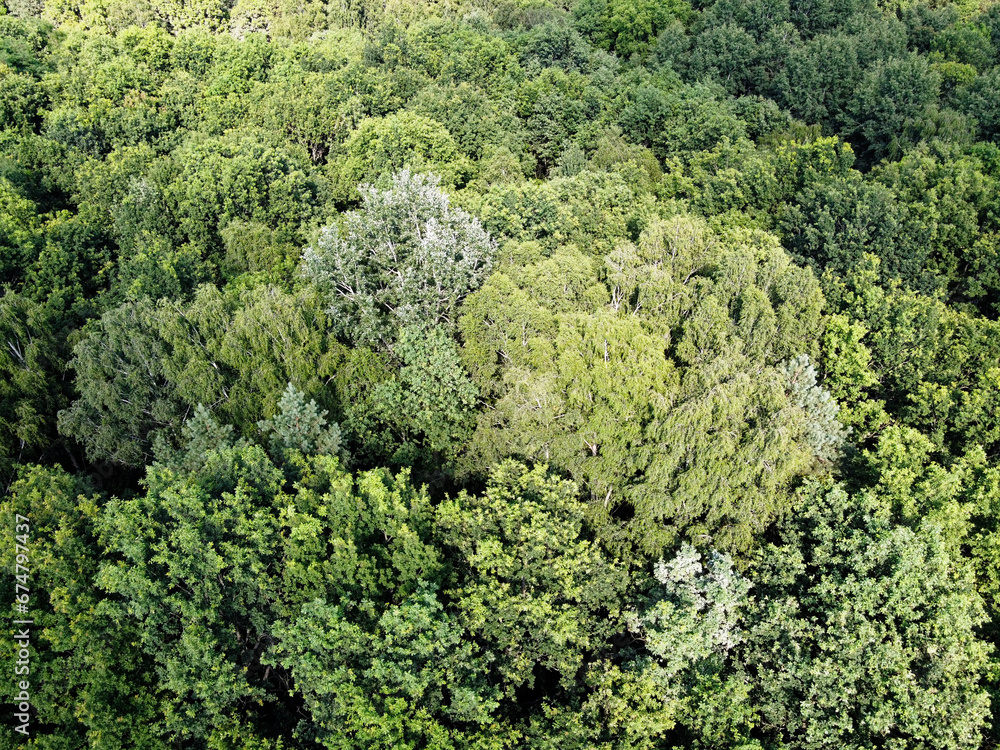 Beautiful dense forest, top view. The tops of a variety of trees.