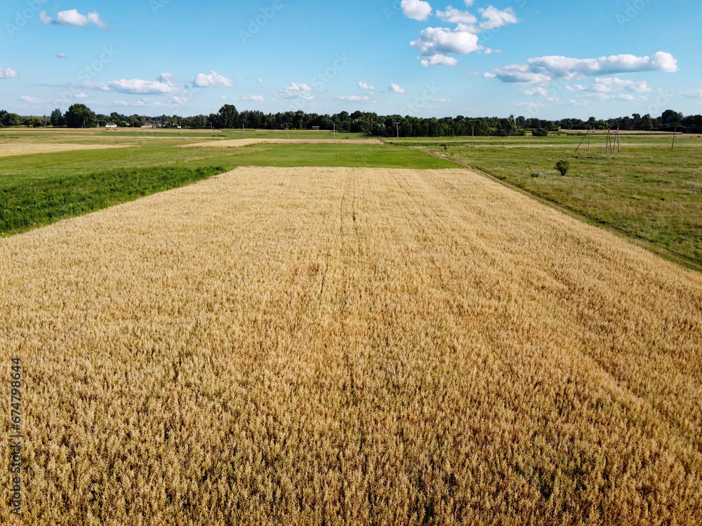 Fototapeta premium Ripe cereals on a farm field in summer, top view. Clear blue sky over the fields, landscape from a bird's eye view.