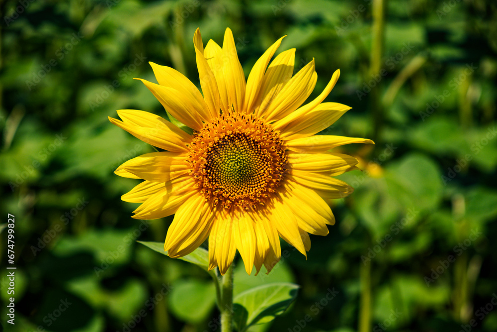 A bright yellow sunflower standing tall in a verdant green field, a symbol of summer’s vibrant beauty. Large sunflower flower, close-up shot. Yellow flower. A bright yellow sunflower standing tall in a verdant green field, a symbol of summer’s vibrant beauty. Large sunflower flower, close-up shot. Yellow flower.
