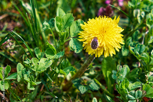 A close-up view of a vibrant yellow dandelion flower, with a small black beetle exploring its petals, set against a backdrop of lush greenery. Little beetle on a beautiful yellow dandelion flower.