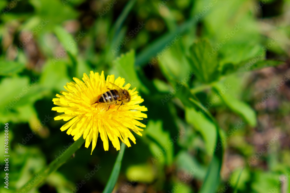 A bee is seen busily pollinating a yellow dandelion in a lush green field. A bee is seen busily pollinating a yellow dandelion in a lush green field.