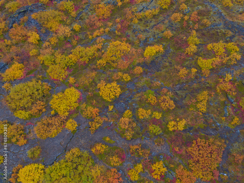 Aerial view of yellow maple leaves or fall foliage with branches in colorful autumn season in Iceland. Fall trees. Nature landscape background. Top view.