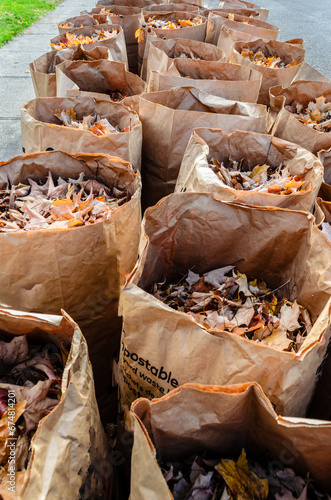 Grouping of compostable fall leaf collection bags.