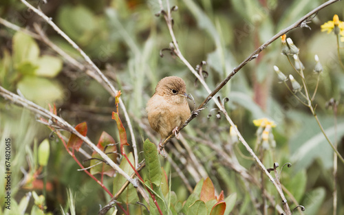 Chercán Troglodytes aedon photo