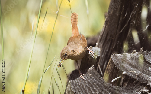 Chercán Troglodytes aedon photo