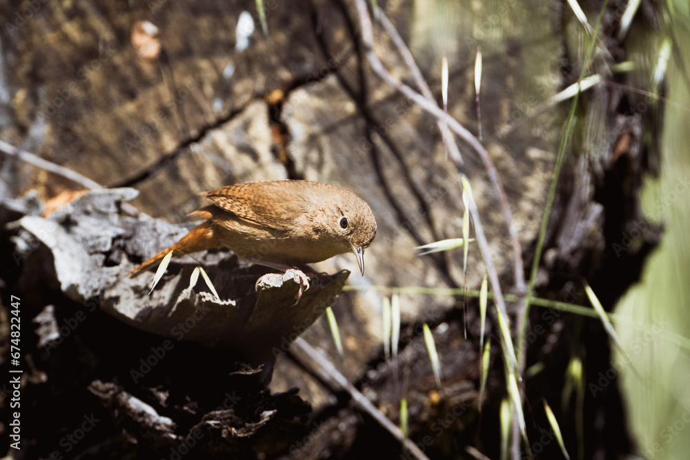 Chercán Troglodytes aedon Chercán Troglodytes aedon