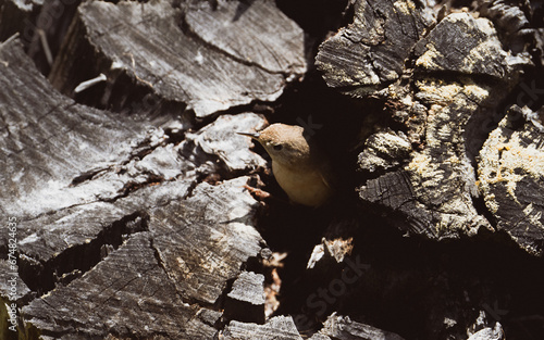 Chercán Troglodytes aedon photo