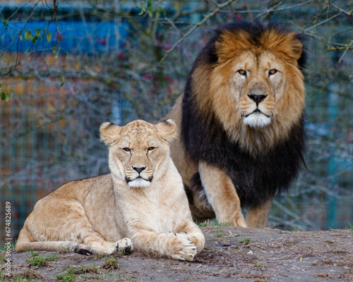 Fototapeta Naklejka Na Ścianę i Meble -  Group of lions , portrait of lion