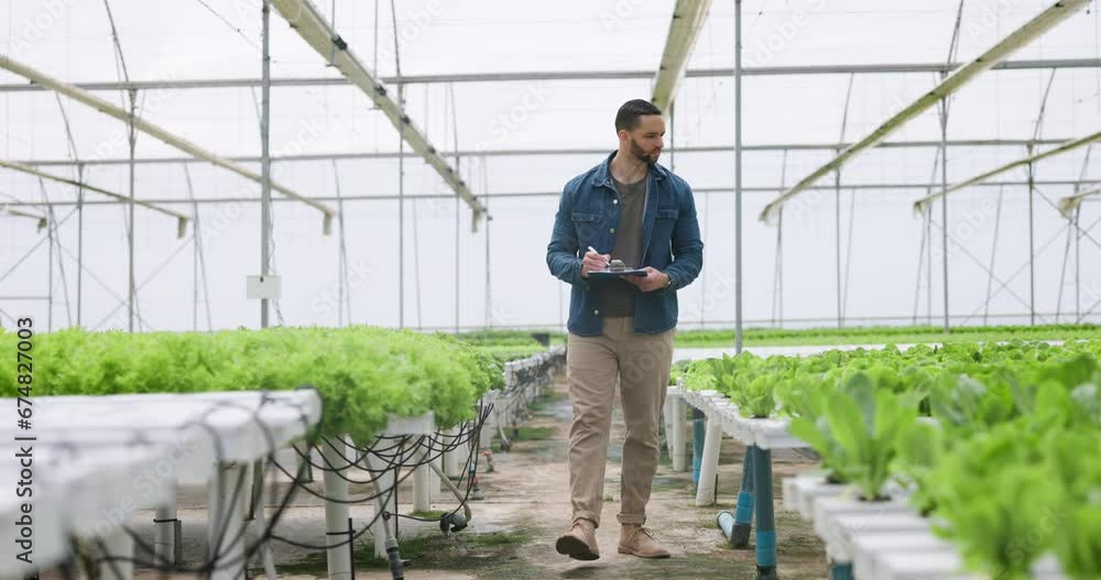 Man, clipboard and checking of plants in greenhouse for harvest, inspection or health of vegetables. Male farmer, manager or worker for document in quality assurance for future growth in agribusiness Man, clipboard and checking of plants in greenhouse for harvest, inspection or health of vegetables. Male farmer, manager or worker for document in quality assurance for future growth in agribusiness