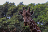  portrait of a giraffe on the background of trees