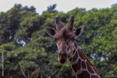  portrait of a giraffe on the background of trees