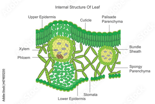 Internal structure of leaf, dicotyledonous leaf, dorsiventral leaf,botany illustration. photo