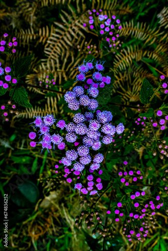 Orchid flower in nature in the mountains of the Colombian Andes