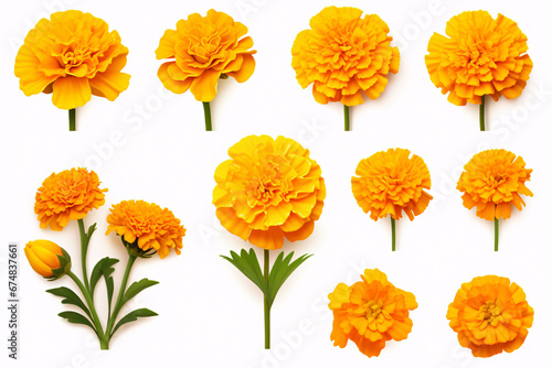 A marigold  isolated on white  was placed in an isolated spot.