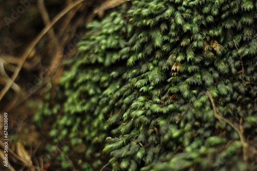 Moss detail inside the laurisilva forests of Taganana mountains, Tenerife, Canaries, Spain photo
