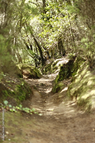 Dreamy walk thorugh the forest in a sunny day photo