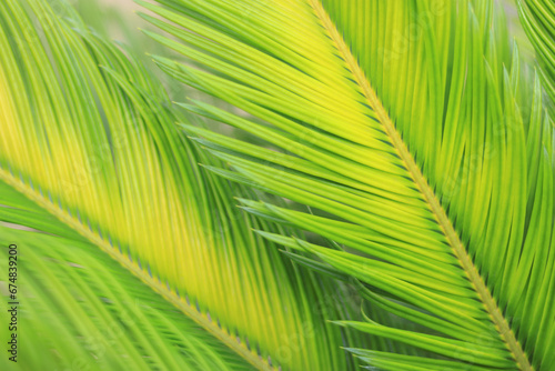 Macro shot of sago palm tree leaf. Green background. Wallpaper. Cycas revoluta. Green yellow leaves of a young palm tree in the park on a sunny day. Texture of coconut leaves. Tropical Palm leaf 