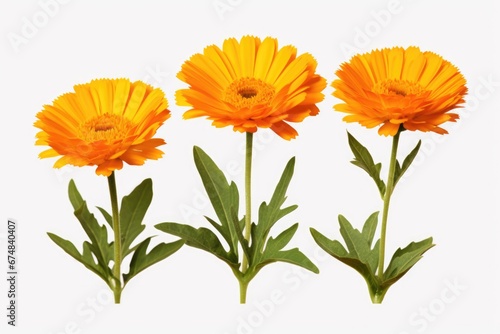 A picture of three orange flowers with green leaves on a white background. This image can be used for various purposes, such as floral designs, nature-themed projects, or as a vibrant decoration.