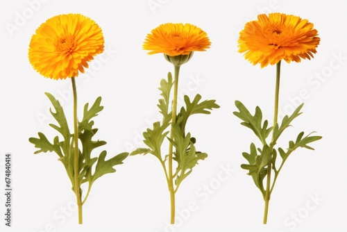 A group of yellow flowers sitting next to each other. Suitable for various uses.
