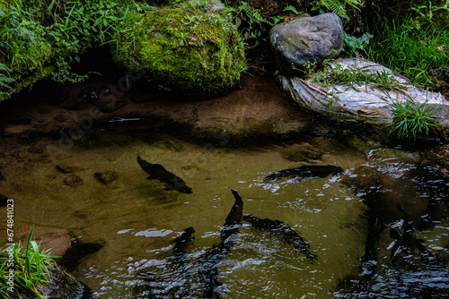 River in the nature in the mountains of the Colombian Andes