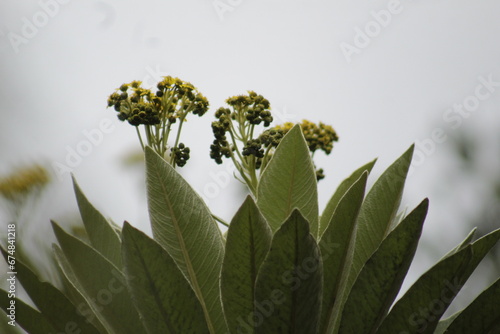 Espeletia in the nature in the mountains of the Colombian Andes