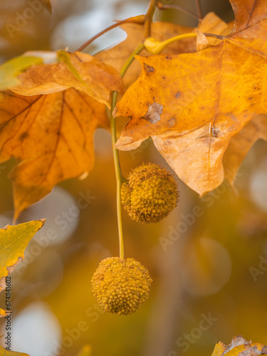 An einem kleinen Zweig der Ahornblättrige Platane  (Platanus × hispanica) hängen zwei runde Fruchtstände . photo