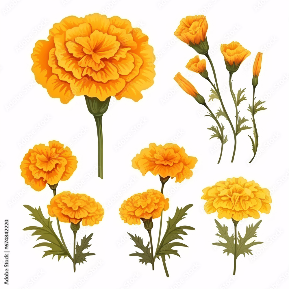 A single marigold bloom is secluded on a plain white background.
