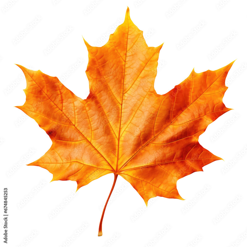Obraz premium Isolated Maple Leaf, Orange Autumn Colored