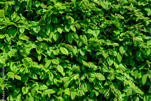 Textured natural background of many green leaves of Elm tree growing in a hedge or hedgerow in sunny spring garden.