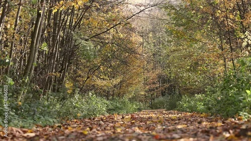 Footage showing autumn forest road in autumn leaves background