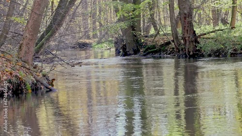 Footage showing colourful forest and river  Morava  in autumn season . Czech Republic.