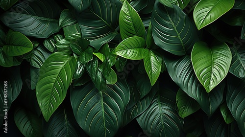 Tropical leaves  Wallpaper and background for presentations and slides