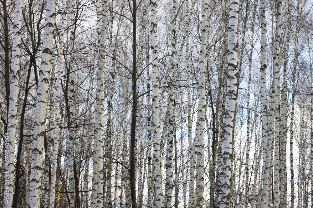 Beautiful birch trees in autumn Beautiful birch trees in autumn