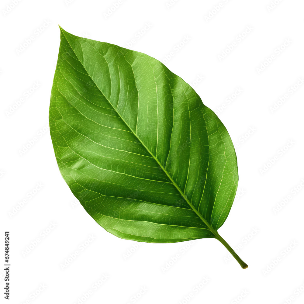 Obraz premium Fresh Green Leaf, Isolated