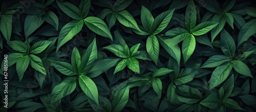 The abstract background showcased a beautiful pattern of green leaves creating a textured and natural appearance