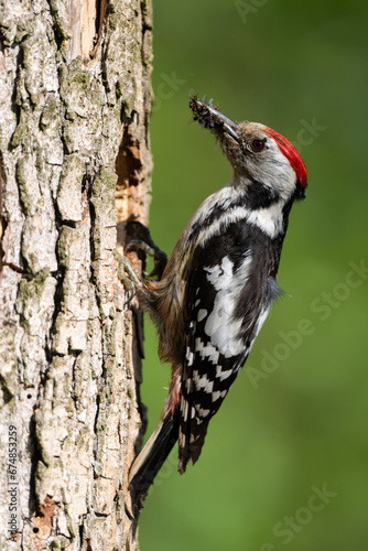 Middle Spotted Woodpecker flew to the hollow.