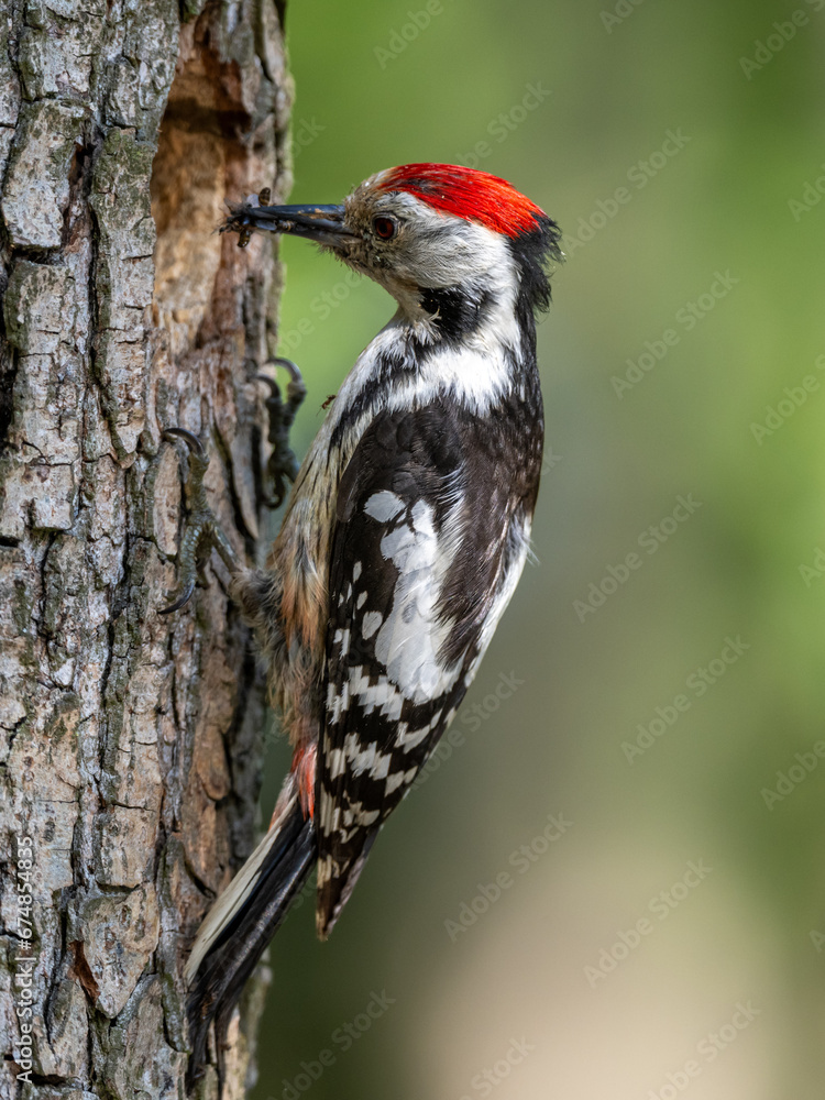 Middle Spotted Woodpecker flew to the hollow. Middle Spotted Woodpecker flew to the hollow.
