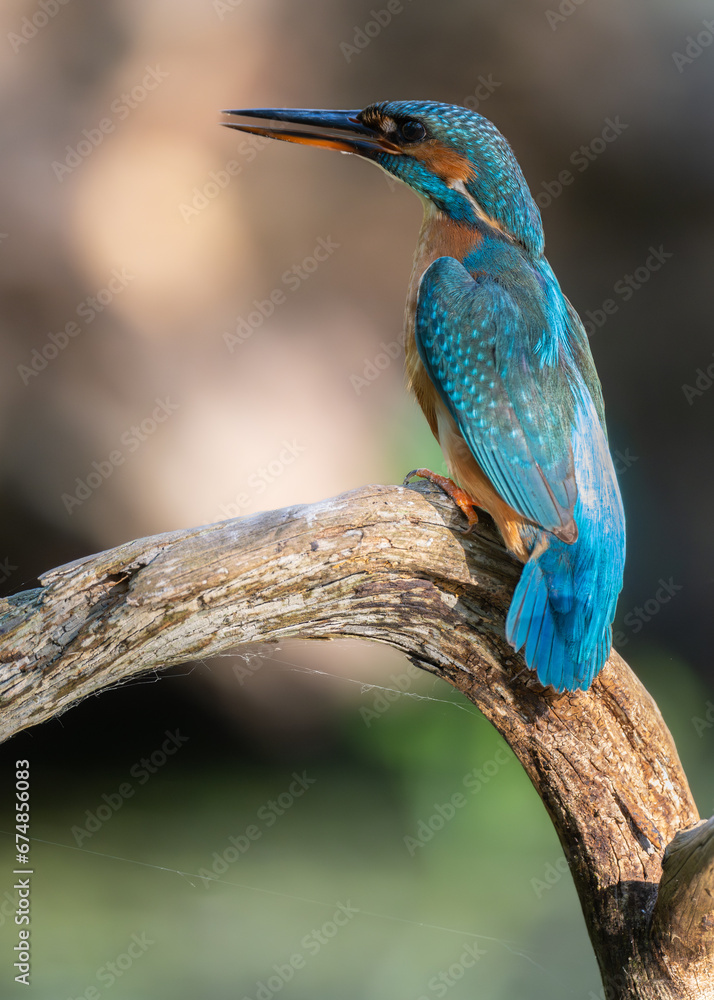 Obraz premium A kingfisher rests after hunting sitting on the branches in the rays of the morning sun. Poland. Poznań.