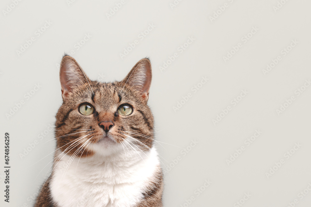 Portrait of shorthair domestic tabby cat looking up in front of gray background with place for text. Portrait of shorthair domestic tabby cat looking up in front of gray background with place for text.