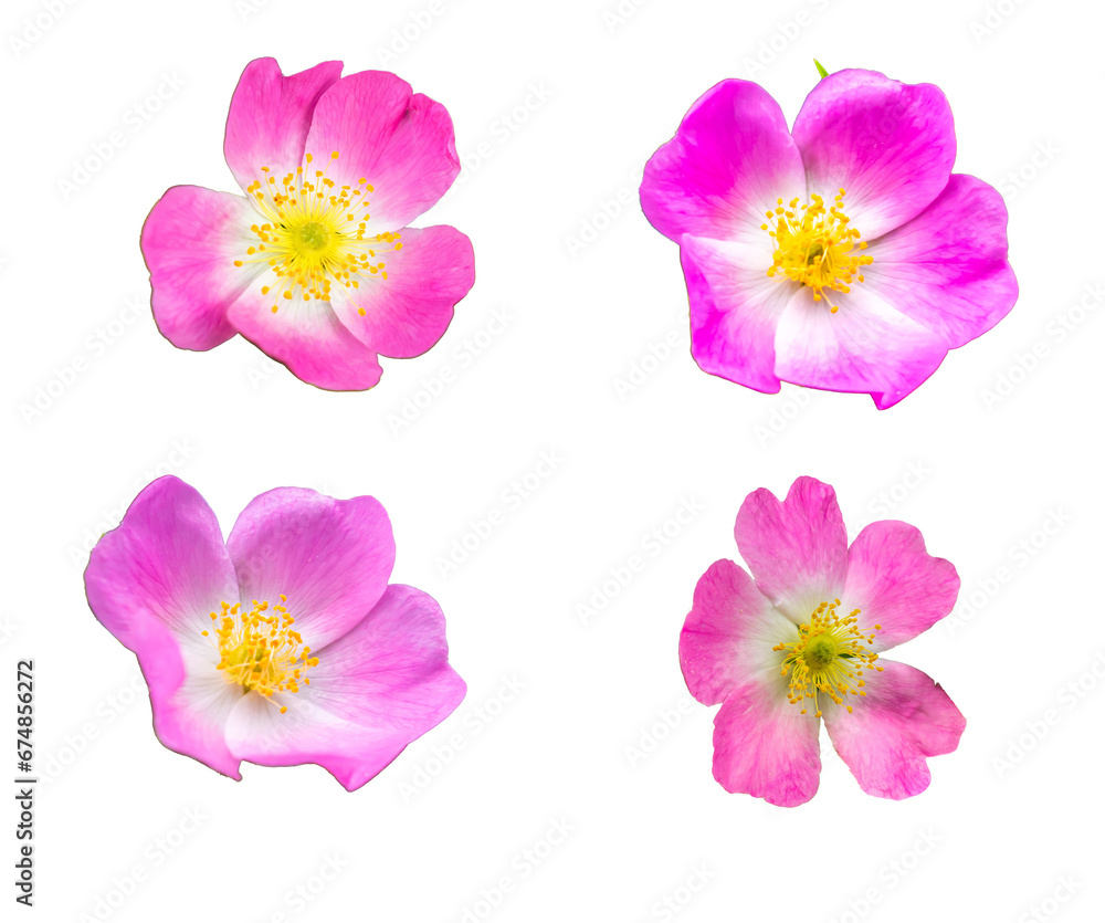 wild rose on white isolated background wild rose on white isolated background