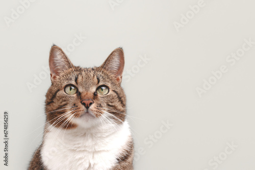 Portrait of shorthair domestic tabby cat looking up in front of gray background with place for text.